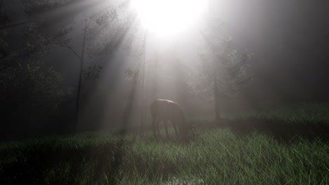 Deer-Female-in-Forest-in-Fog